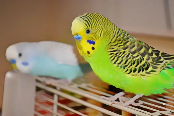 Budgies Out Of Their Cage