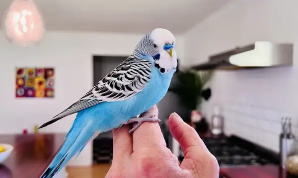 Budgies Out Of Their Cage