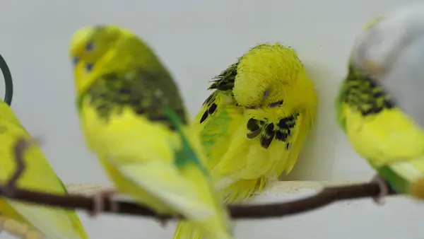 Budgies Poop In Their Sleep