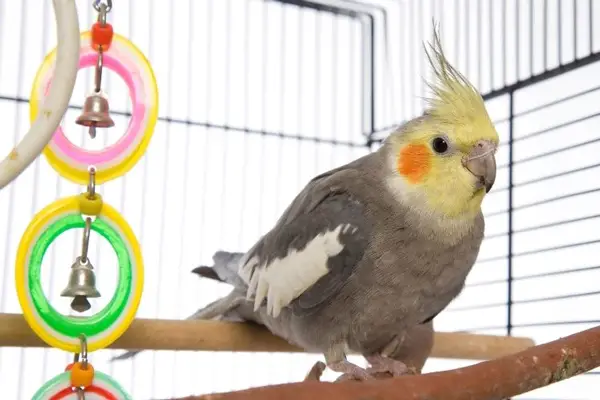 Can Biting The Cage Be Harmful To Cockatiels