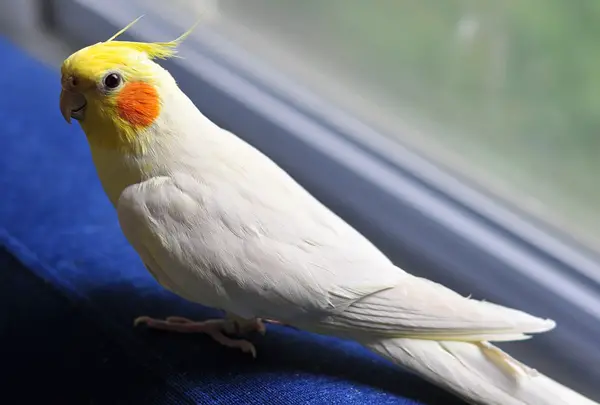 Can Cockatiels Smell Their Owners