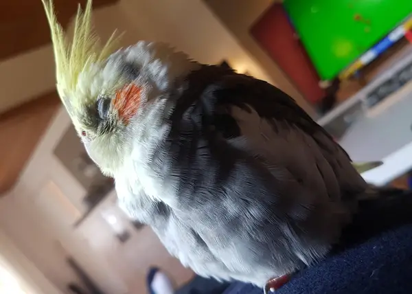 Can Excessive Fluffing Kill A Cockatiel