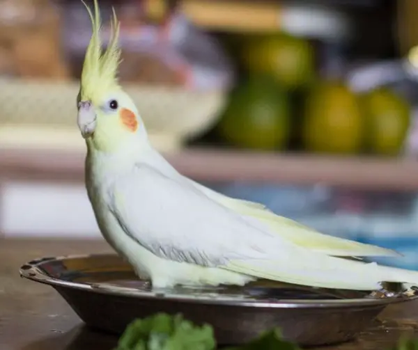 Change the cockatiels’ bathing water daily