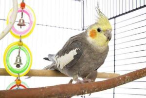 Cockatiel Care: A Beginners Guide To Food, Habitat, Raising