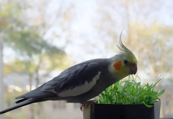 Cockatiel Chirping So Much