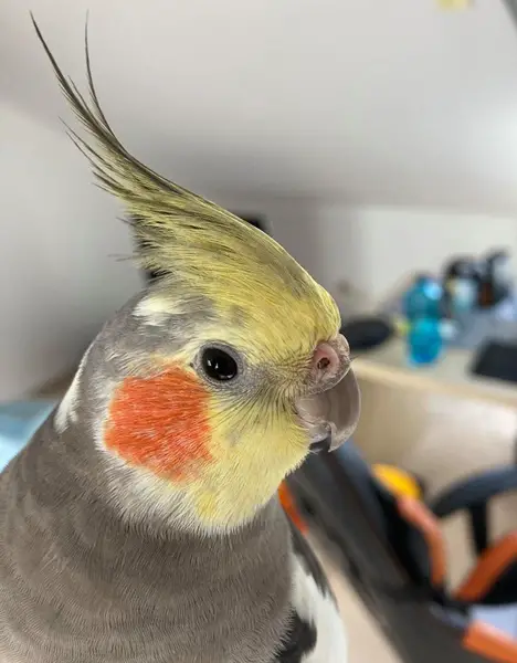 Cockatiel Clogged nostrils