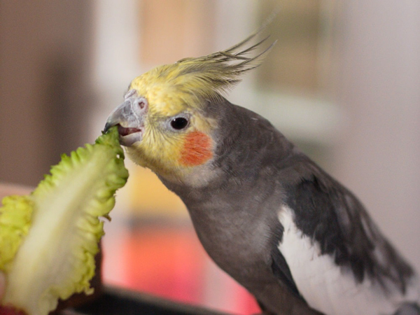 My Cockatiel Eating So Much
