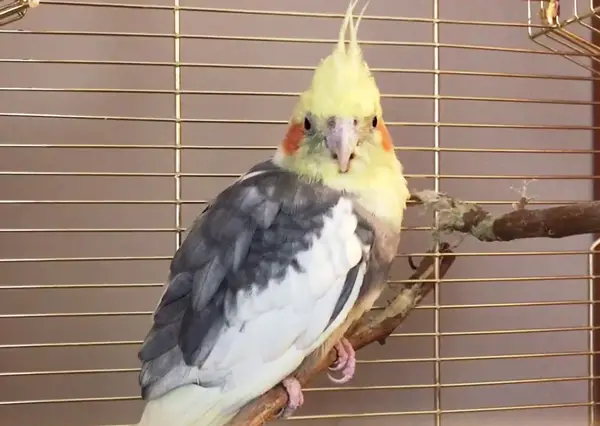 Cockatiel Grinding Its Beak