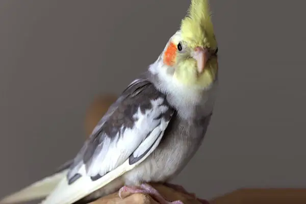 Cockatiel Grinding beak