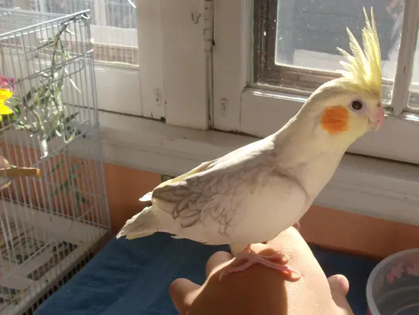 Cockatiel Is Bleeding After Feather Plucking