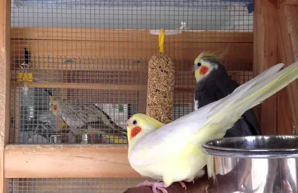 Cockatiel Mating