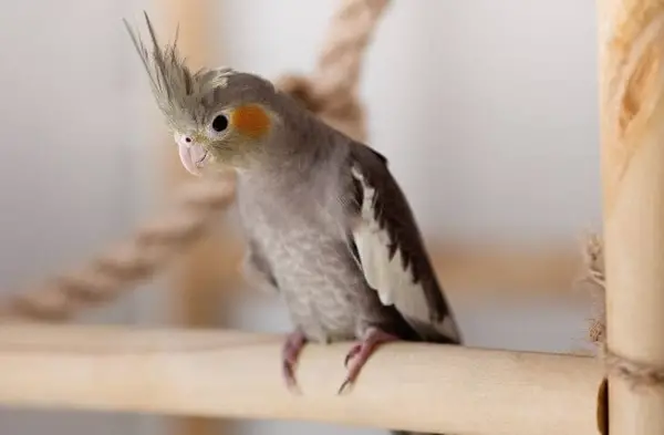 Cockatiel Molting