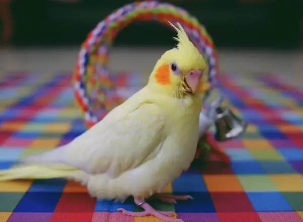 Cockatiel Plucking Feathers Under Wings
