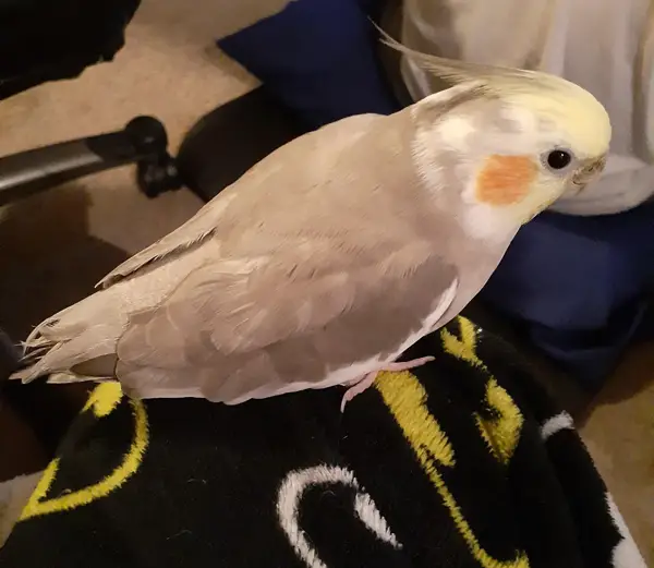 Cockatiel Pulling Out Tail Feathers
