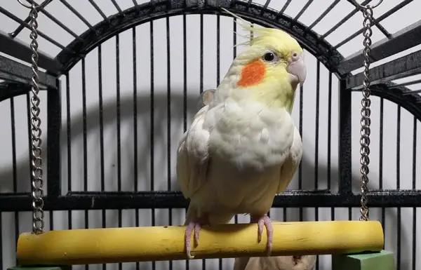 Cockatiel Scream at Night