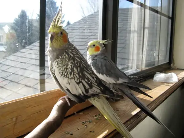 Why Does My Cockatiel Smell Bad