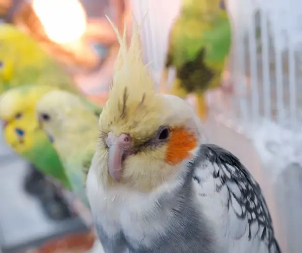 Cockatiel Sneezing