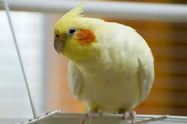 Cockatiel Sneezing