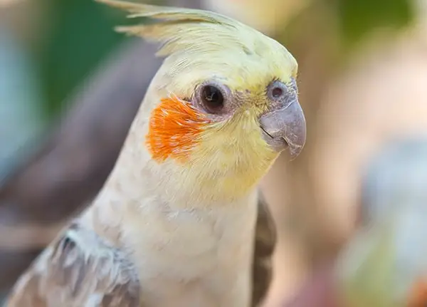 Cockatiel Swollen nose