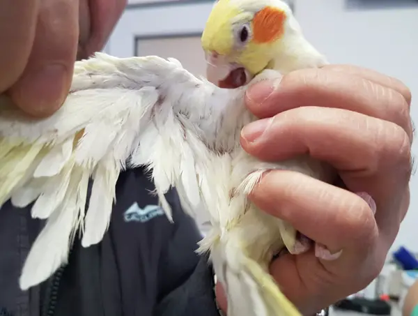 Cockatiel feather problems