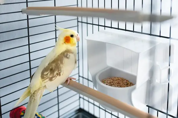 Cockatiels Bite Their Cage