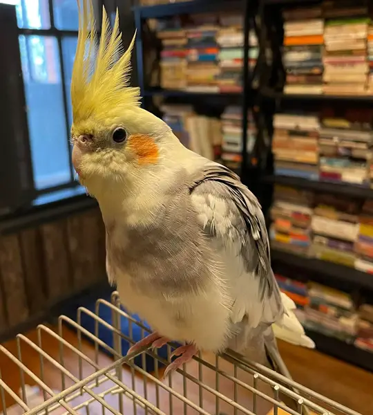 Cockatiels Bite Their Cage