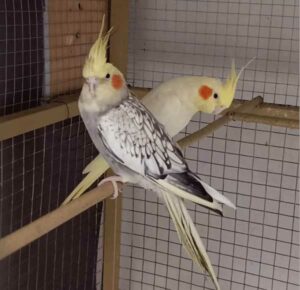 How Often do Cockatiels Lay Eggs? My Cockatiel Laid an Egg!