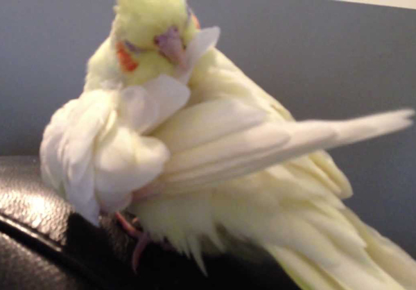 Cockatiel’s Feather Plucking Behavior