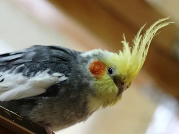 Cockatiels Puff Up