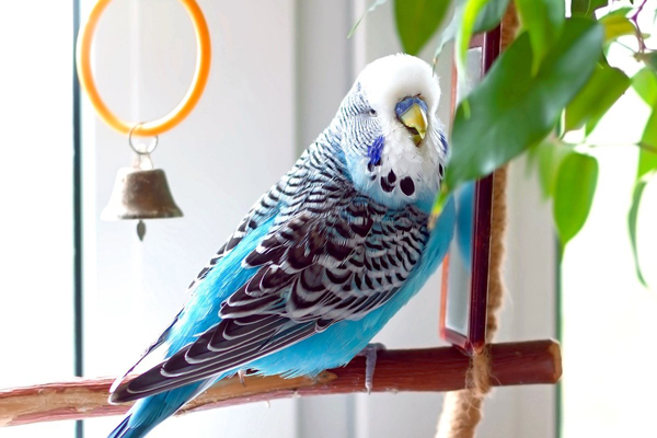 Common Budgie Sounds