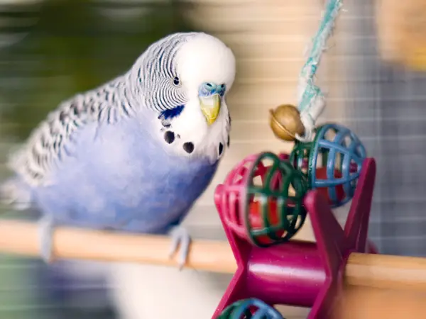 Do Budgies Need A Lot Of Toys