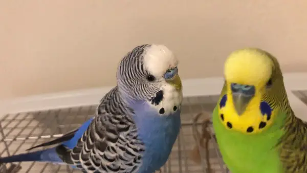 Do Budgies Talk