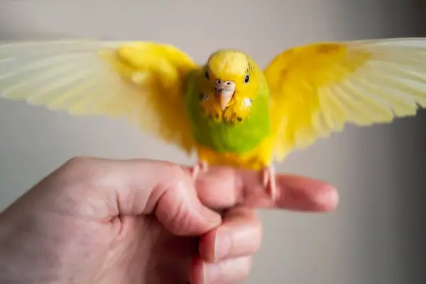 Do Clipped Wings In Budgies Grow Back
