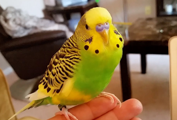 Do Clipping A Budgie's Wings Disable Them