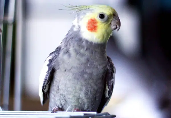 Do Cockatiel Bites Hurt