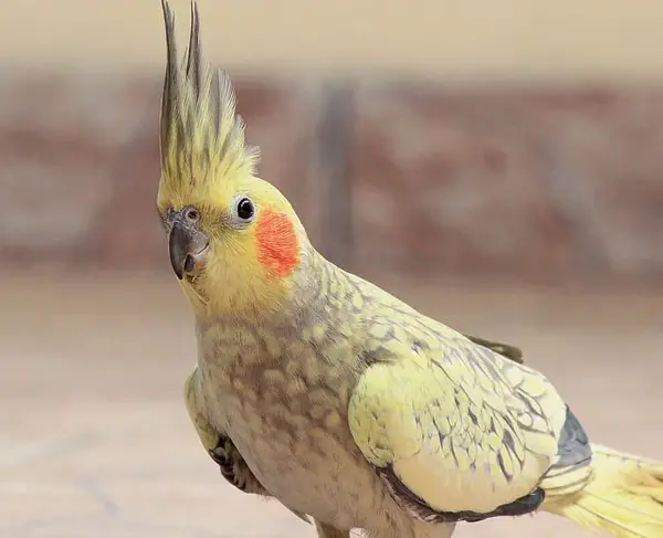 Do Cockatiels Have A Mating Season