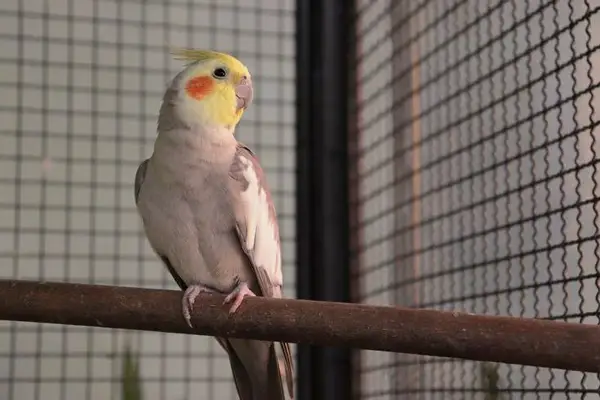 Do Cockatiels Have a Good Sense of Smell