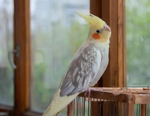 Do Cockatiels Have a Smell