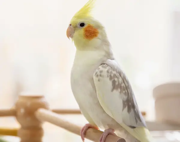 Do Cockatiels Like Biting