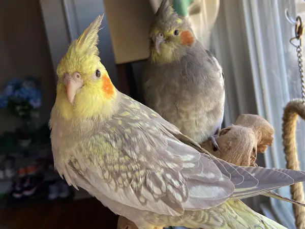 Do Cockatiels Mate For Life