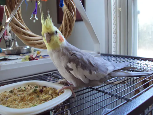 Do Cockatiels Smell Food