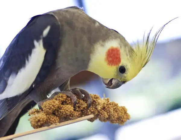 Do Cockatiels Stress Eat