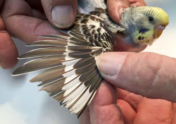 Does It Hurt To Clip A Budgie's Wings