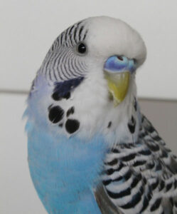 Budgie Cere Chart: A Beginners Guide To Understanding Cere