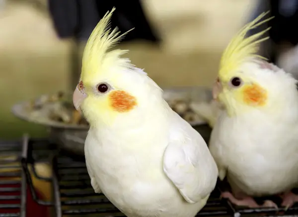 Female Cockatiel In Heat Signs