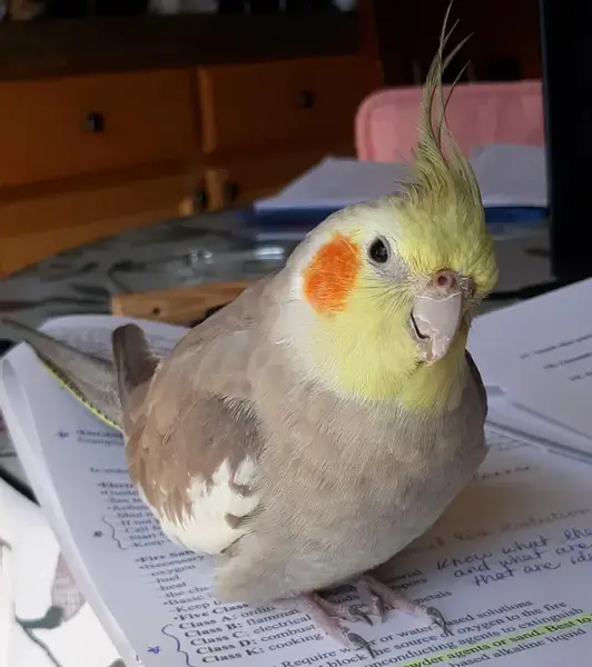 Female Cockatiel Sounds