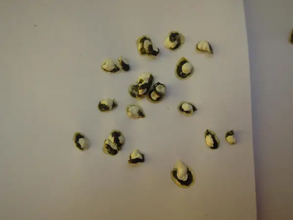 Healthy Budgie Poop