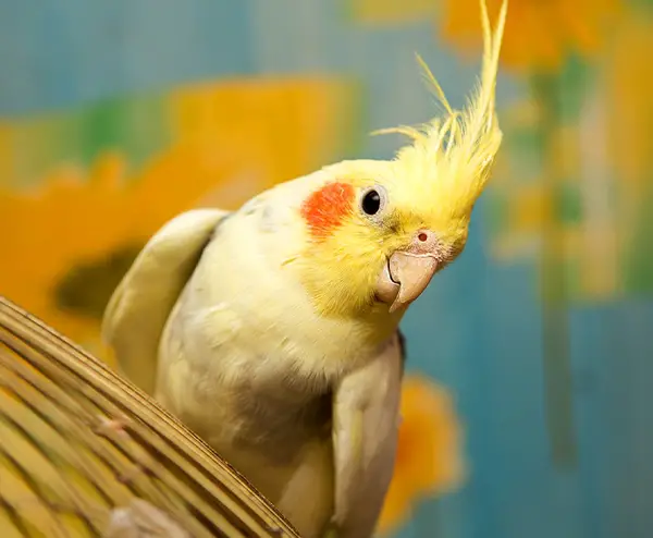 Healthy Cockatiel Nostrils