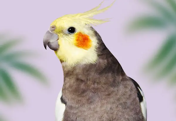 Here’s What To Do When Your Cockatiel doesn't Stop Chirping