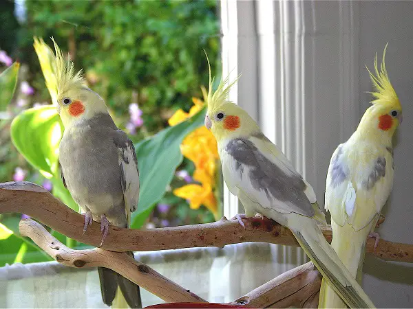 How Can I Help A Cockatiel From Losing Its Feathers